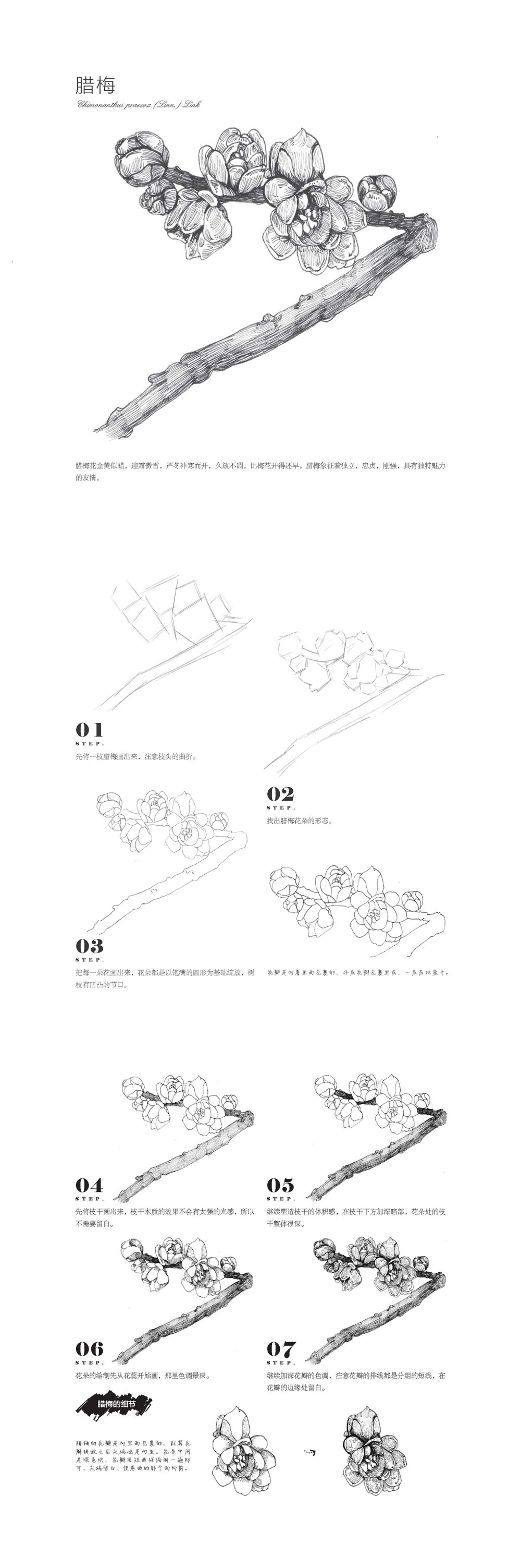 本案例摘自爱林文化主编、人民邮电出版社出版的《黑白花意4——笔尖下的经典花语绘》http://product.dangdang.com/23790703.html