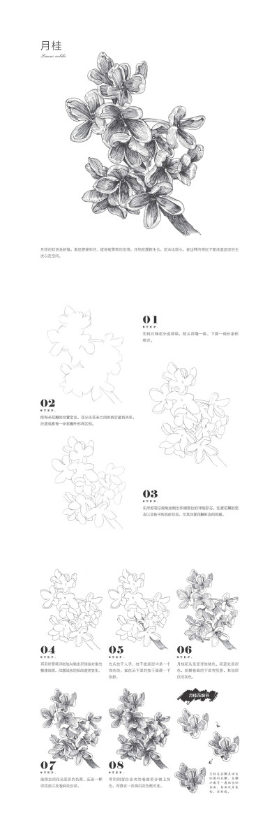 本案例摘自爱林文化主编、人民邮电出版社出版的《黑白花意4——笔尖下的经典花语绘》http://product.dangdang.com/23790703.html