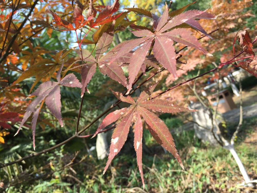 红枫林·栖霞寺·南京站