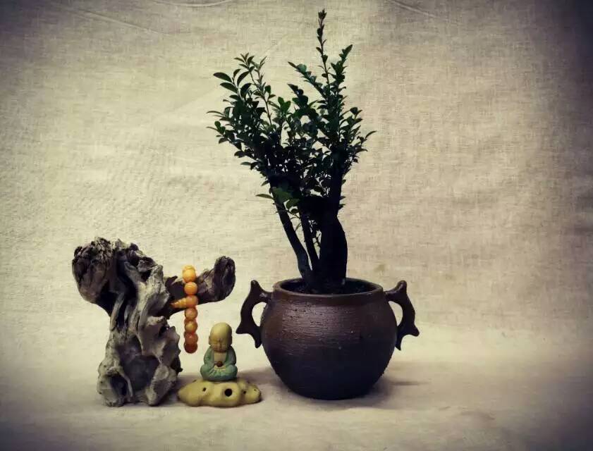 小叶紫檀，景观盆，组合小景