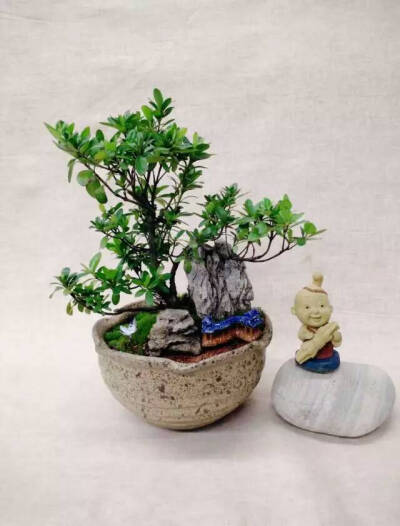 景观盆栽，组合小景