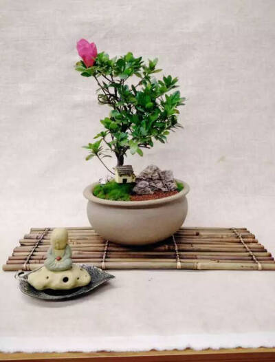 景观盆栽，茶室专用，限量推出！18860379837