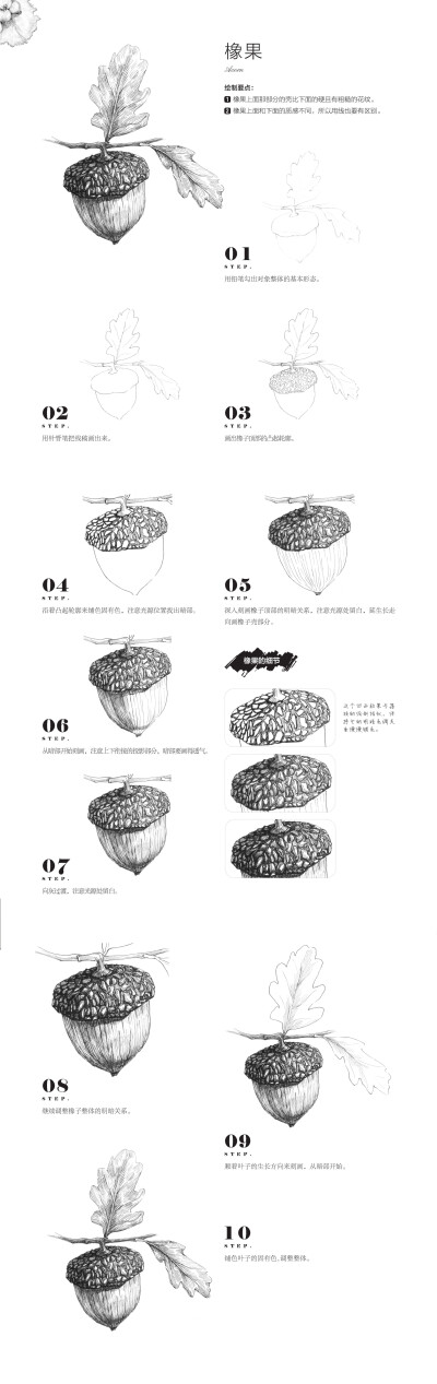 本案例摘自爱林文化主编、人民邮电出版社出版的《黑白画意——经典植物手绘教程》http://product.dangdang.com/23800636.html