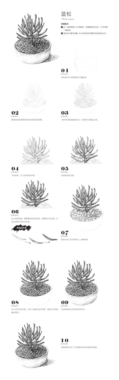 本案例摘自爱林文化主编、人民邮电出版社出版的《黑白画意——经典植物手绘教程》http://product.dangdang.com/23800636.html