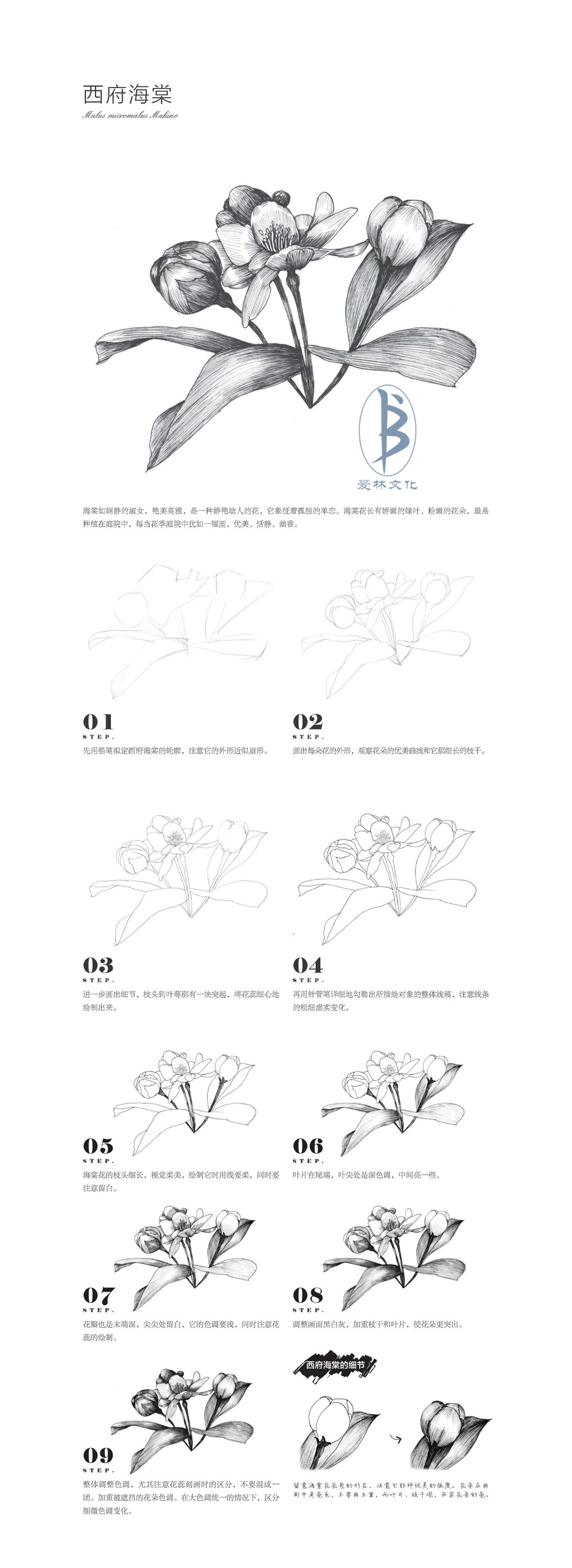 本案例摘自人民邮电出版社出版、爱林文化主编的《黑白花意4——笔尖下的经典花语绘》--爱林文化制作