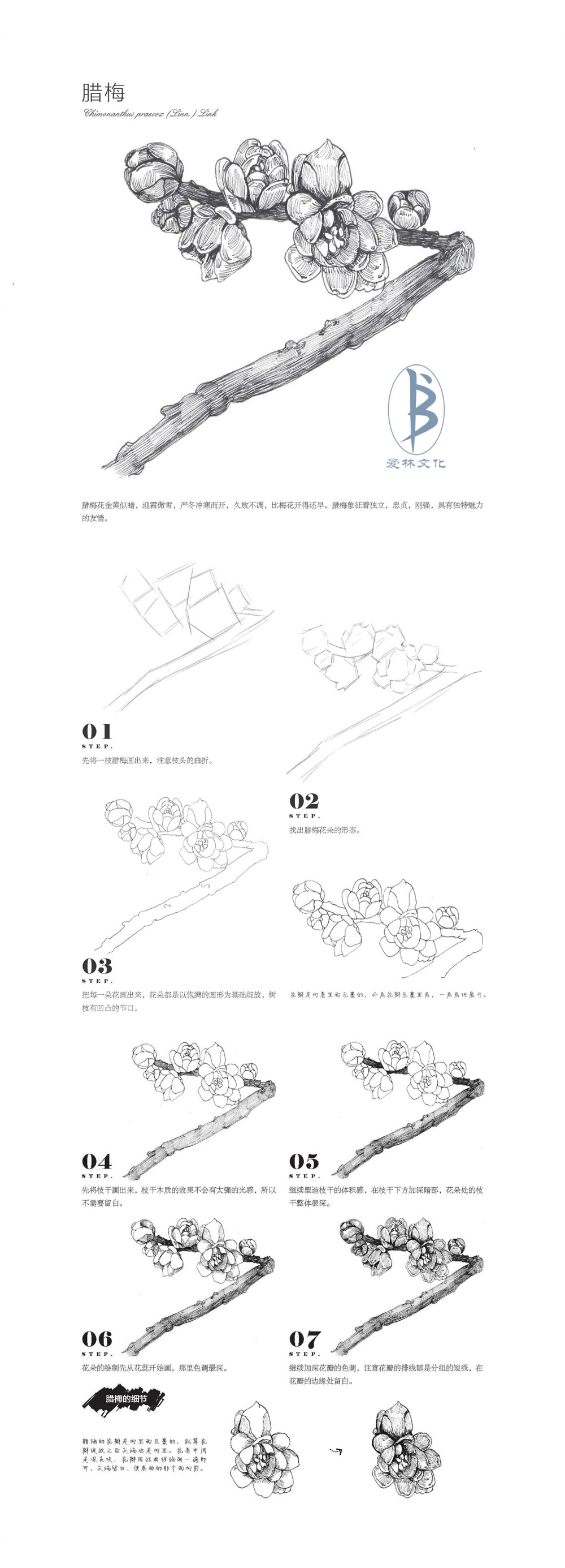 本案例摘自人民邮电出版社出版、爱林文化主编的《黑白花意4——笔尖下的经典花语绘》--爱林文化制作