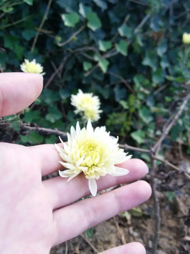 吹着前奏望着天空 我想起花瓣试着掉落～