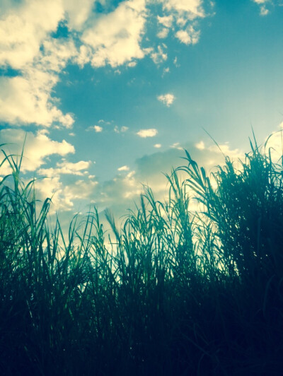 the sky has been surrounded by grass