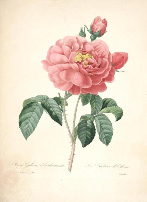  Pierre-Joseph Redoute 植物图鉴