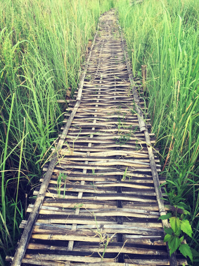 Bridge made of bamboo