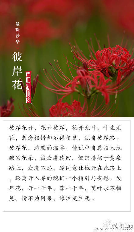 这些花的故事你都知道吗