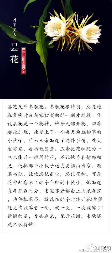 这些花的故事你都知道吗