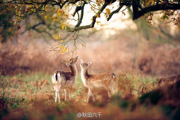 摄影,胶片,纪实,旅行,欧洲,城市,自然,风景,视觉,色彩,美食,日系,和风,生活,恋物,阳光,光影，秋景 动物 萌