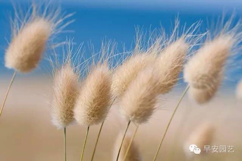 兔尾草（Lagurus ovatus），禾本科兔尾草属。因其花穗被有柔软细毛，状似兔子的尾巴，极为可爱，故名兔尾草。又名狸尾豆、狸尾草。