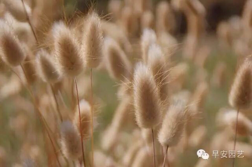 逆光的兔尾草非常上镜！