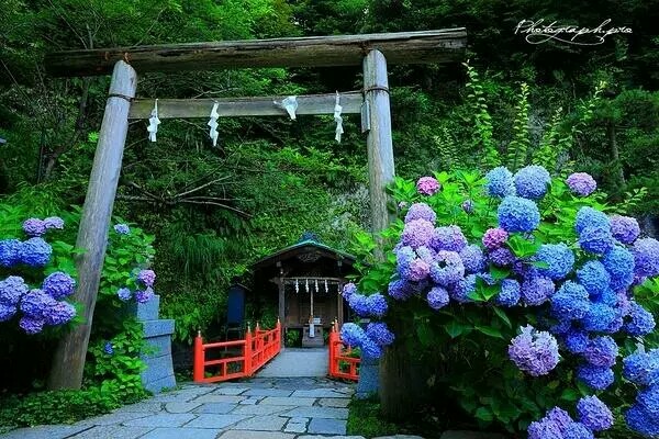 绣球荚蒾（ Viburnum macrocephalum Fort.），忍冬科荚蒾属的落叶或半常绿灌木。又称为绣球（广群芳谱），木绣球（拉汉种子植物名称），八仙花、紫阳花（南京），琼花（扬州）等。以扬州栽培的琼花最为有名，已被定为扬州市的市花。