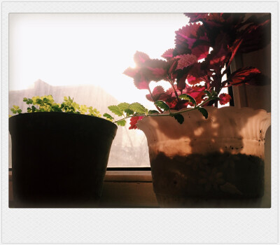 时光的洪流越过窗台的艳丽