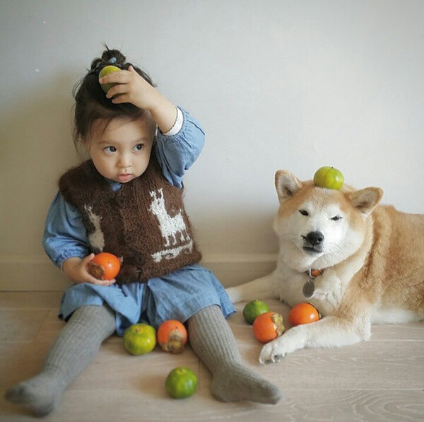 小萝莉 柴犬 宝宝 萌宝 娃娃 小孩 狗狗 宠物 儿童 萝莉 卖萌 可爱