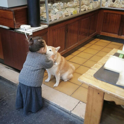 小萝莉 柴犬 宝宝 萌宝 娃娃 小孩 狗狗 宠物 儿童 萝莉 卖萌 可爱