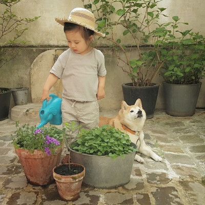 小萝莉 柴犬 宝宝 萌宝 娃娃 小孩 狗狗 宠物 儿童 萝莉 卖萌 可爱