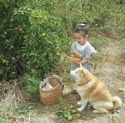 小萝莉 柴犬 宝宝 萌宝 娃娃 小孩 狗狗 宠物 儿童 萝莉 卖萌 可爱