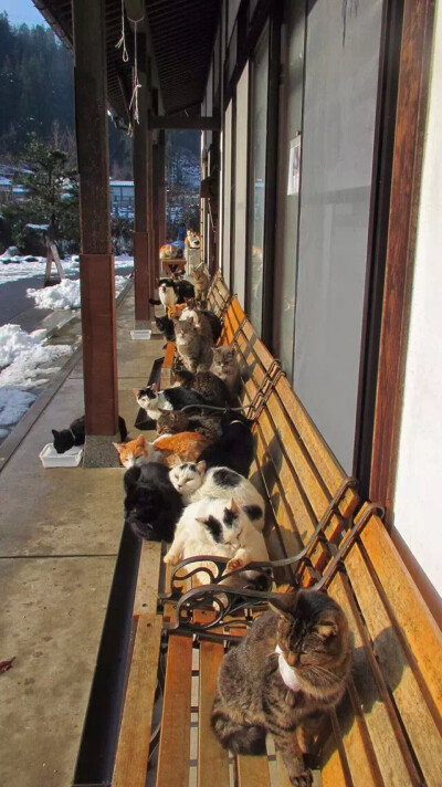 在福井县越前市有座寺庙，名叫御诞生寺，也被称为“猫寺”，住持和很多猫咪一起生活在这里。大约十年前，第一只猫被遗弃在了这里。板桥兴宗住持对此并没有置之不理，而是照顾起了这只猫咪。自那以后，板桥住持在路上…