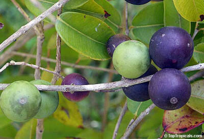 Myrciaria vexator 大果嘉宝果Blue Grape, False Jaboticaba 去年有人結果了，实生苗4-5年结果-，果大籽小很有前途的盆栽果树