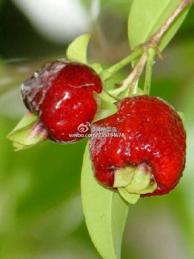 Fruit of the Rio Grande Cherry格兰德樱桃