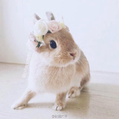 花环兔子
