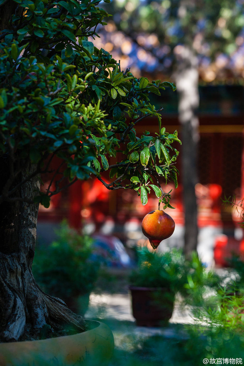 摄影,胶片,纪实,旅行,欧洲,城市,自然,风景,视觉,色彩,美食,日系,和风,生活,恋物,阳光,光影，雪景 北京 故宫 皇宫 秋天 北国风光 美景