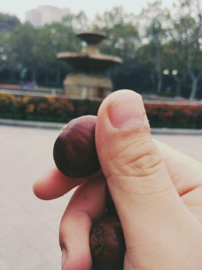 立冬.栗子 BY：Ulrica洛言珏