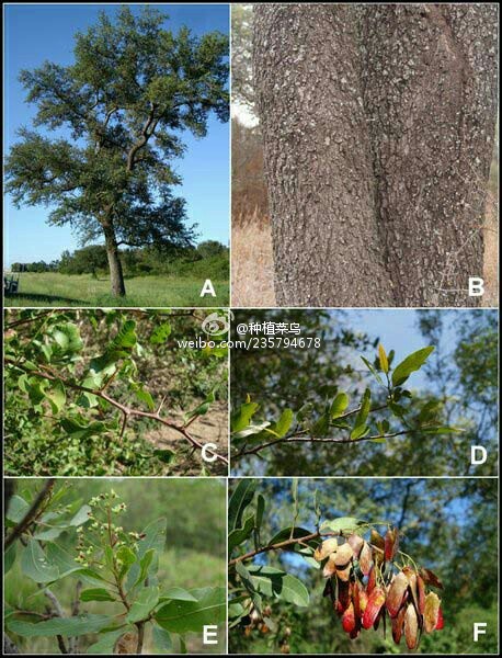 红破斧木(Schinopsis balansae Engl.) 漆树科(Anacardiaceae) 植物,又名小叶芒果香,落叶乔木;叶芳香,原产热带美洲,中国科学院西双版纳热带植物园有引种栽培。还可以采用水蒸气蒸馏法提取出红破斧木叶的精油。