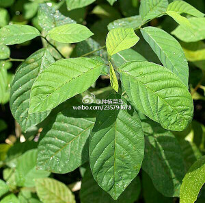 粉红象牙木  拉丁名：Berchemia zeyheri 英文名：Pink Ivory  俗名：红色象牙木，紫色象牙木，粉红象牙木 粉红象牙的是这种属于鼠李科勾儿茶属 主产于津巴布韦、莫桑比克和南非。 粉红象牙是一种常绿至半落叶乔木树木，耐旱，但是不耐寒。树木能长至高约45英尺，是世界上最稀有的木材种类之一。