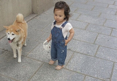 小萝莉 柴犬 宝宝 萌宝 娃娃 小孩 狗狗 宠物 儿童 萝莉 卖萌 可爱