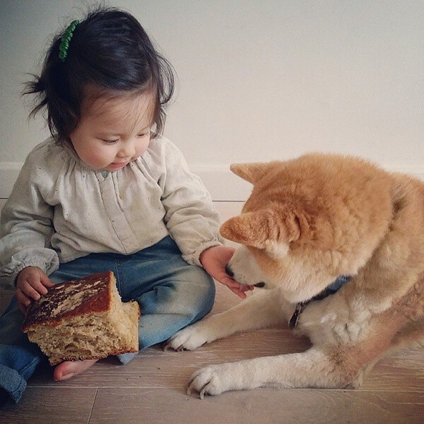 小萝莉 柴犬 宝宝 萌宝 娃娃 小孩 狗狗 宠物 儿童 萝莉 卖萌 可爱