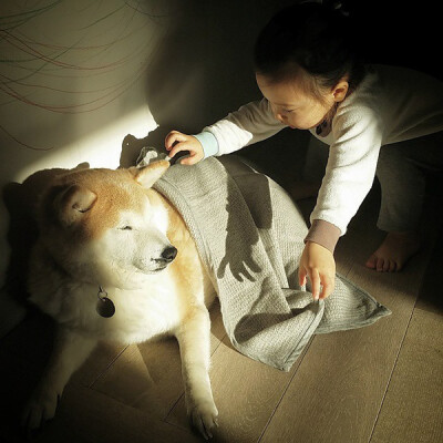 小萝莉 柴犬 宝宝 萌宝 娃娃 小孩 狗狗 宠物 儿童 萝莉 卖萌 可爱