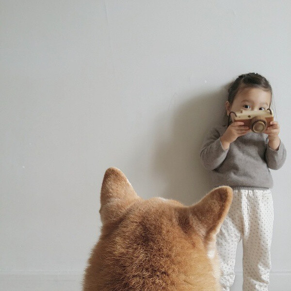 小萝莉 柴犬 宝宝 萌宝 娃娃 小孩 狗狗 宠物 儿童 萝莉 卖萌 可爱