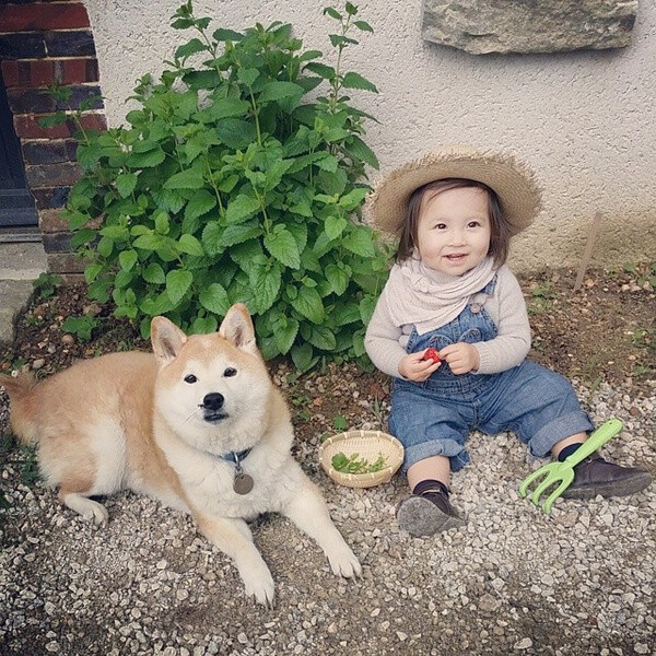 小萝莉 柴犬 宝宝 萌宝 娃娃 小孩 狗狗 宠物 儿童 萝莉 卖萌 可爱