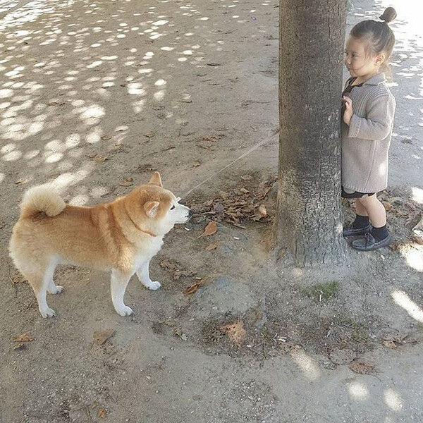 小萝莉 柴犬 宝宝 萌宝 娃娃 小孩 狗狗 宠物 儿童 萝莉 卖萌 可爱