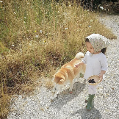 小萝莉 柴犬 宝宝 萌宝 娃娃 小孩 狗狗 宠物 儿童 萝莉 卖萌 可爱