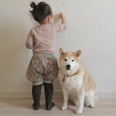 小萝莉 柴犬 宝宝 萌宝 娃娃 小孩 狗狗 宠物 儿童 萝莉 卖萌 可爱