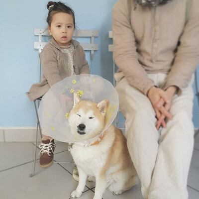 小萝莉 柴犬 宝宝 萌宝 娃娃 小孩 狗狗 宠物 儿童 萝莉 卖萌 可爱