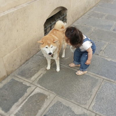 小萝莉 柴犬 宝宝 萌宝 娃娃 小孩 狗狗 宠物 儿童 萝莉 卖萌 可爱