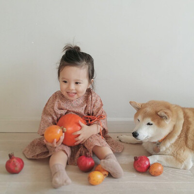 小萝莉 柴犬 宝宝 萌宝 娃娃 小孩 狗狗 宠物 儿童 萝莉 卖萌 可爱