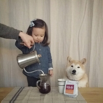 小萝莉 柴犬 宝宝 萌宝 娃娃 小孩 狗狗 宠物 儿童 萝莉 卖萌 可爱