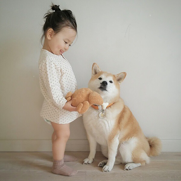 小萝莉 柴犬 宝宝 萌宝 娃娃 小孩 狗狗 宠物 儿童 萝莉 卖萌 可爱