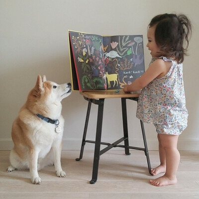 小萝莉 柴犬 宝宝 萌宝 娃娃 小孩 狗狗 宠物 儿童 萝莉 卖萌 可爱