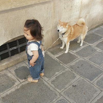 小萝莉 柴犬 宝宝 萌宝 娃娃 小孩 狗狗 宠物 儿童 萝莉 卖萌 可爱