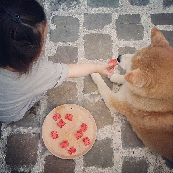 小萝莉 柴犬 宝宝 萌宝 娃娃 小孩 狗狗 宠物 儿童 萝莉 卖萌 可爱