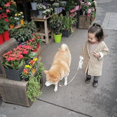 小萝莉 柴犬 宝宝 萌宝 娃娃 小孩 狗狗 宠物 儿童 萝莉 卖萌 可爱